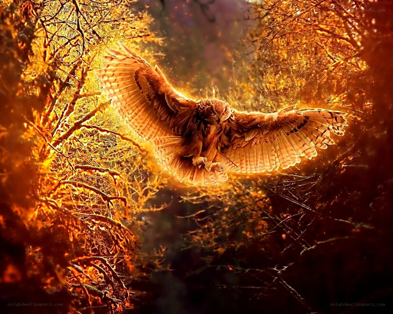Owl in golden forest