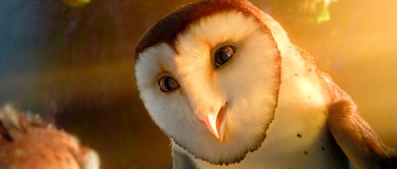 owl in golden light