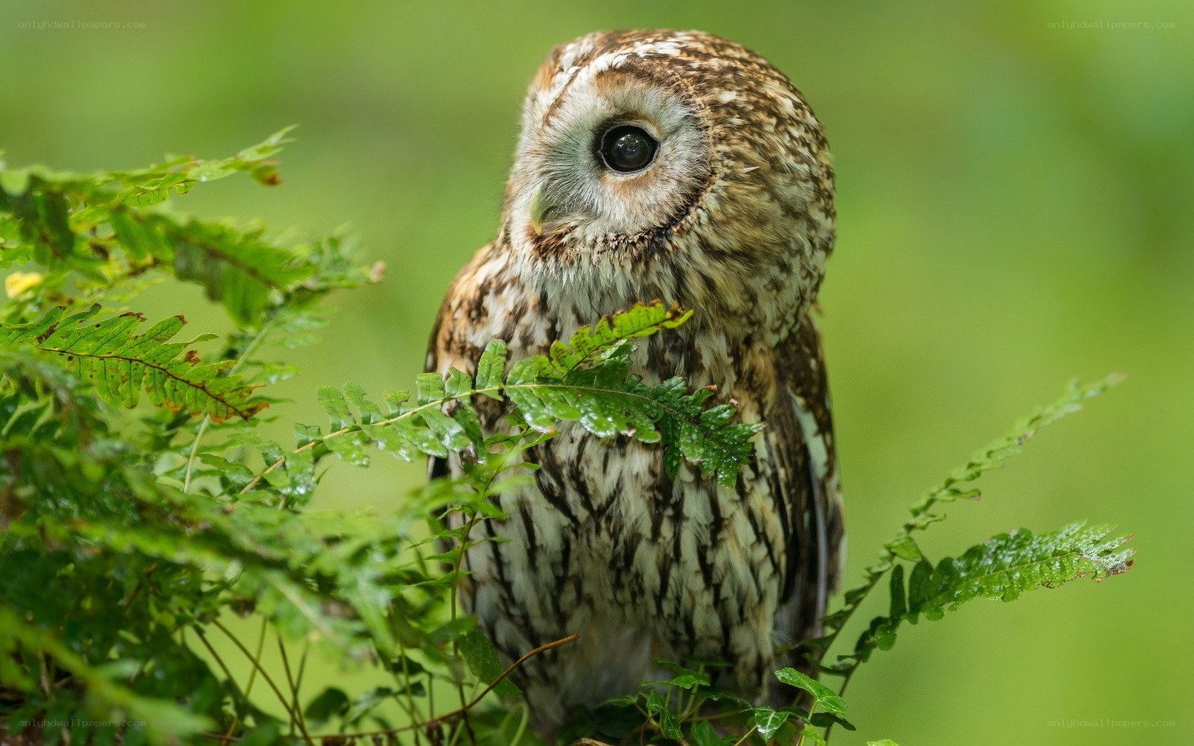 Owl in green foliage