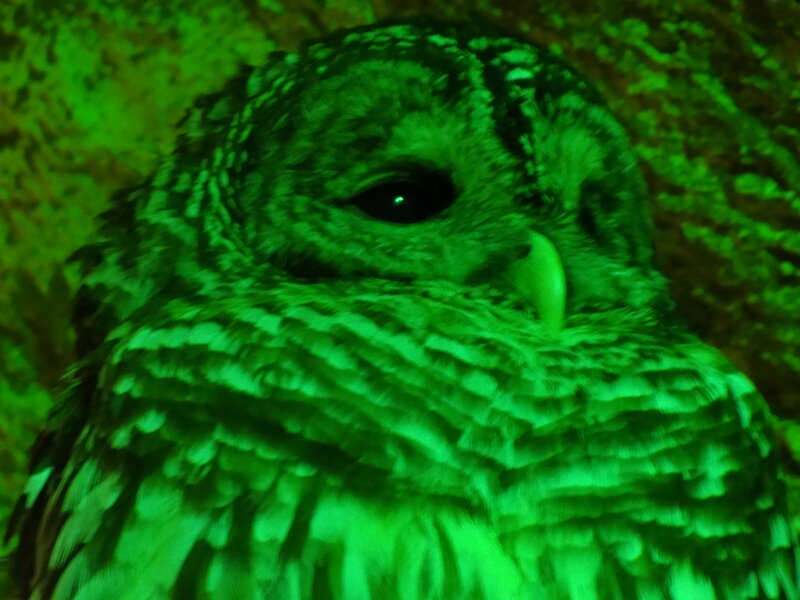 Owl in Green Light