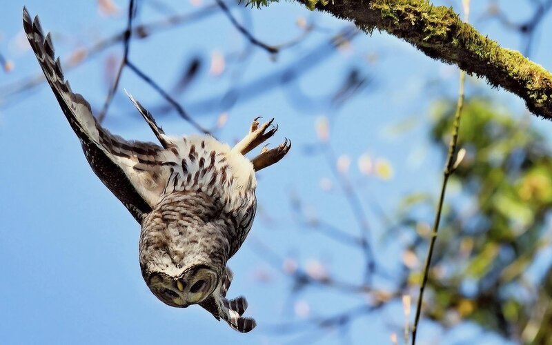 Owl in mid-flight