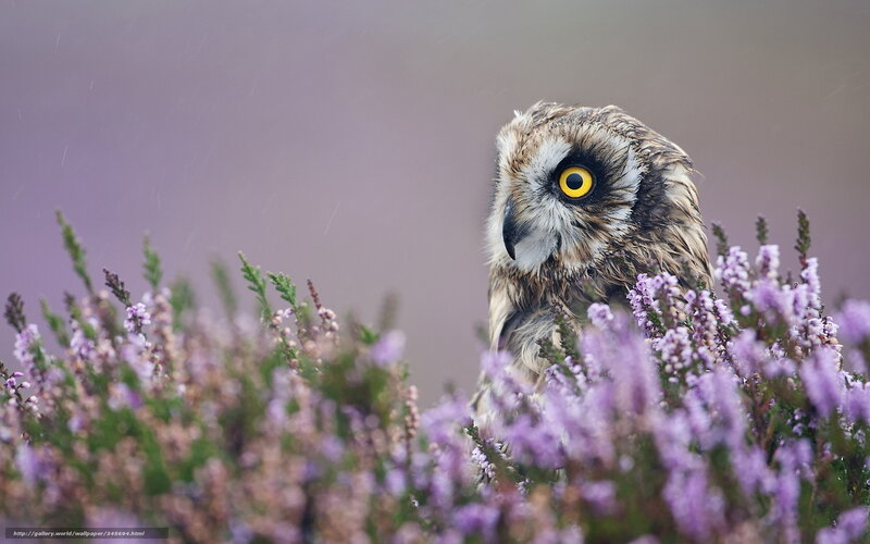 Owl in Purple Flowers