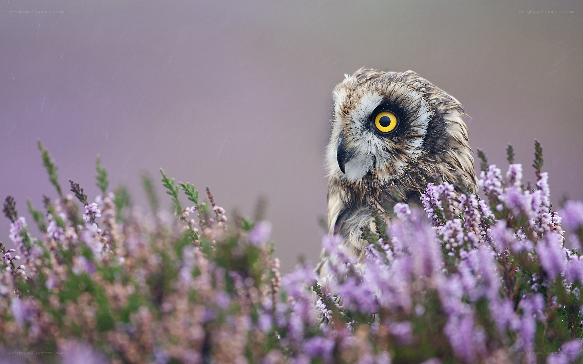 Owl in purple heather