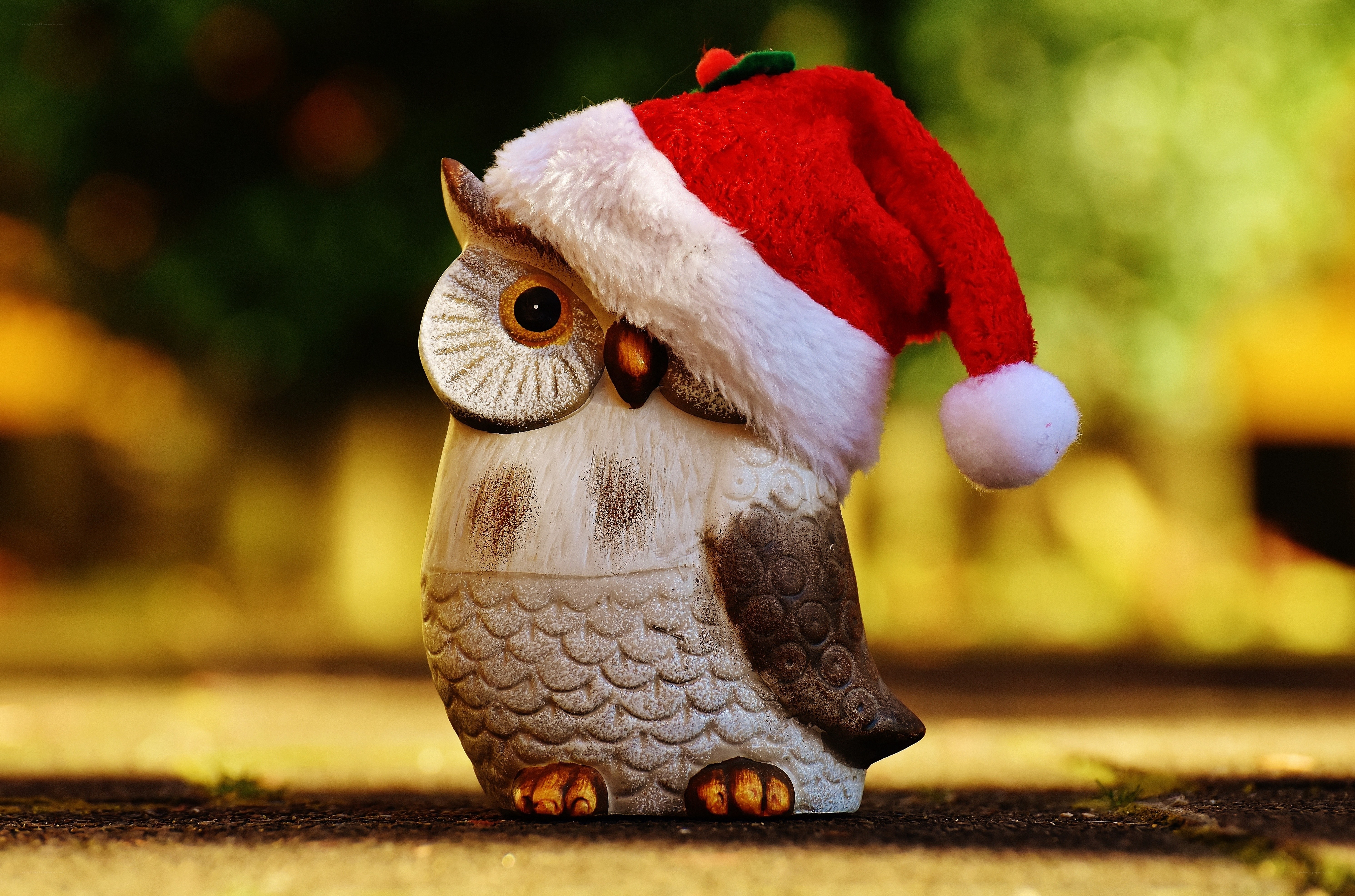 Owl in Santa hat