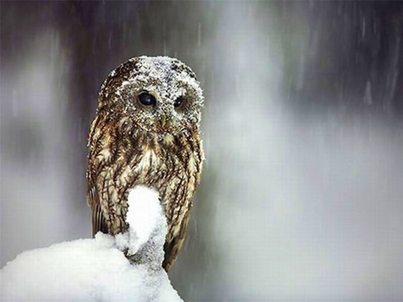 Owl in Snow