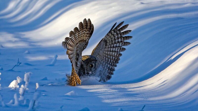Owl in Snow — White, Dramatic