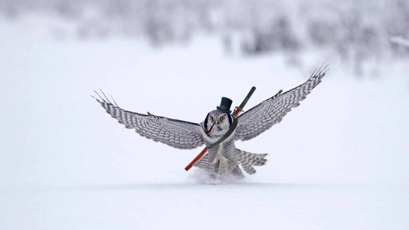 Owl in Snow — White