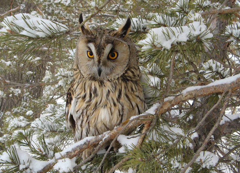 Owl in snowy pine tree