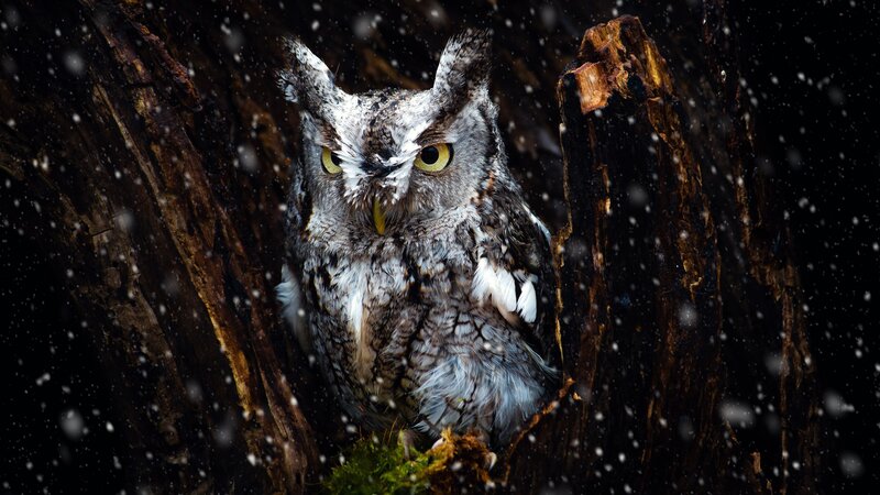 Owl in Snowy Tree — Gray