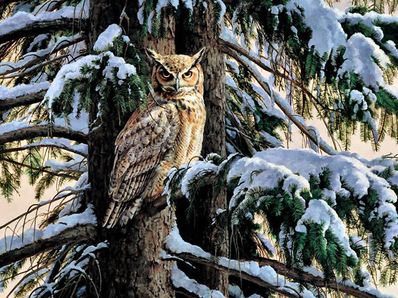 Owl in Snowy Tree