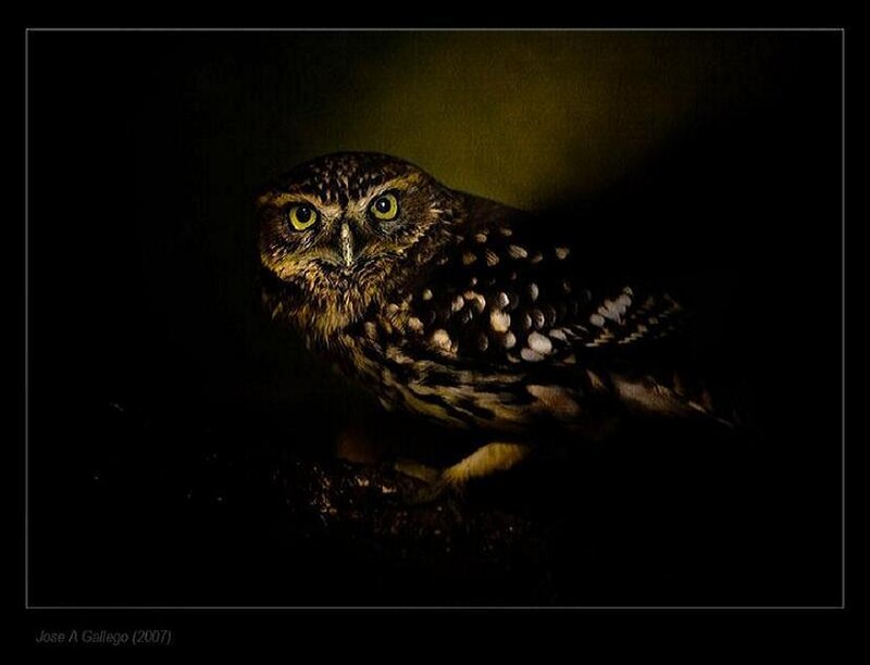 Owl in the dark