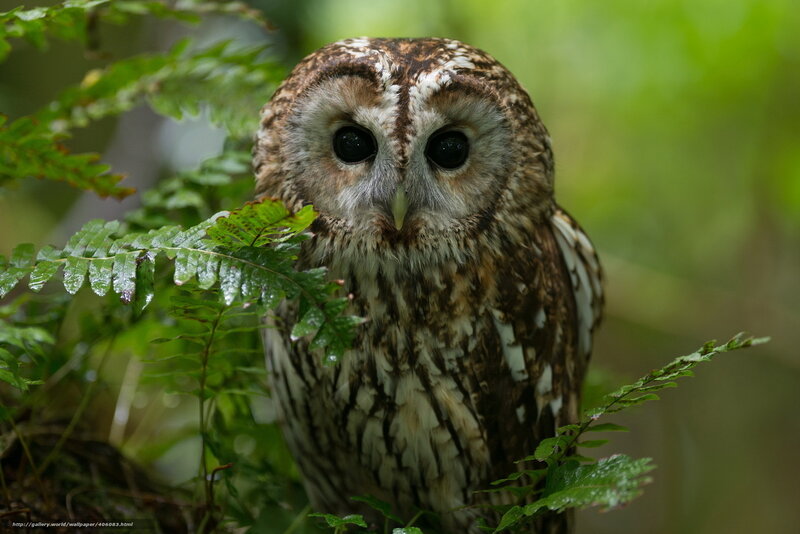 Owl in the forest