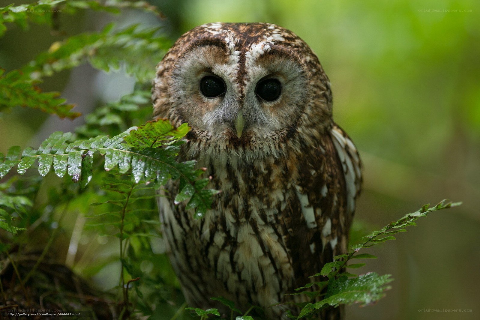 Owl in the forest