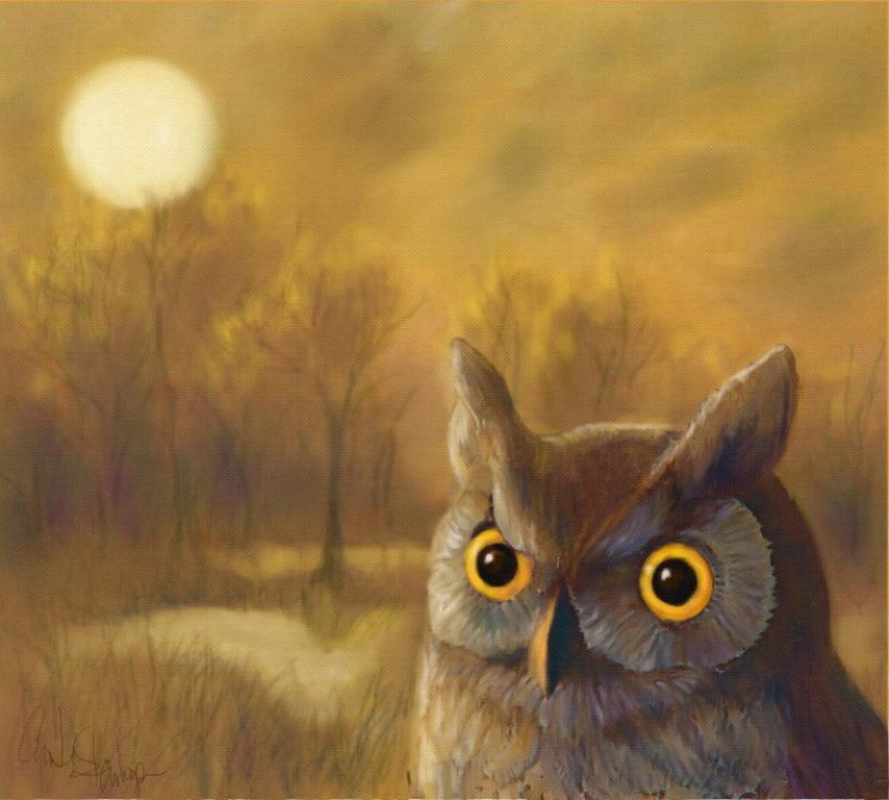 Owl in the Moonlight