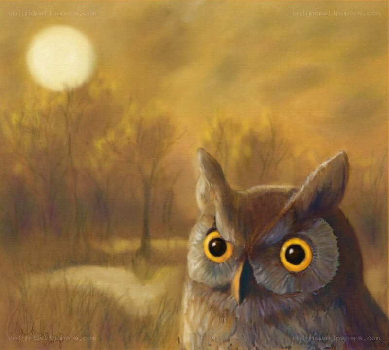 Owl in the Moonlight