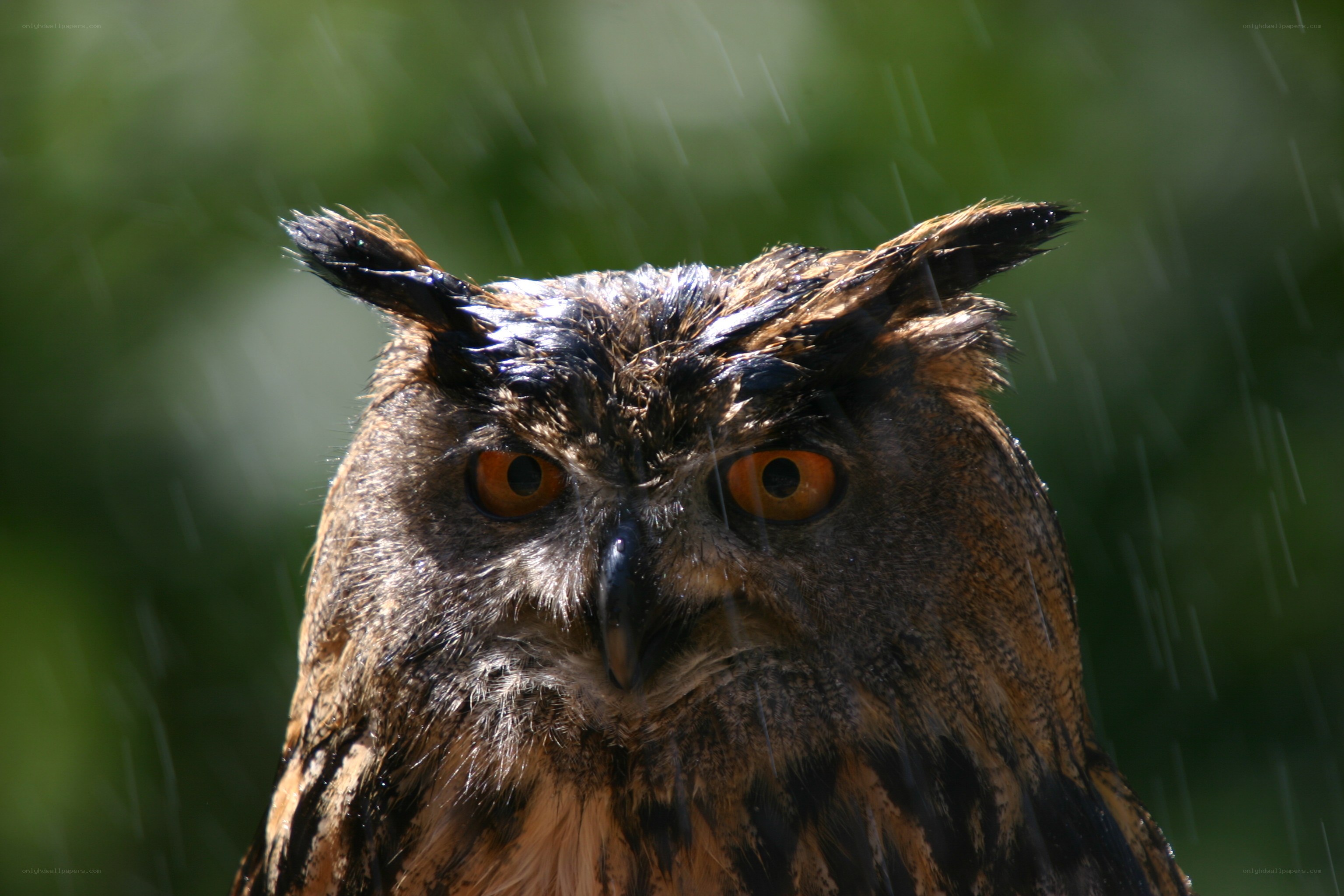 Owl in the rain