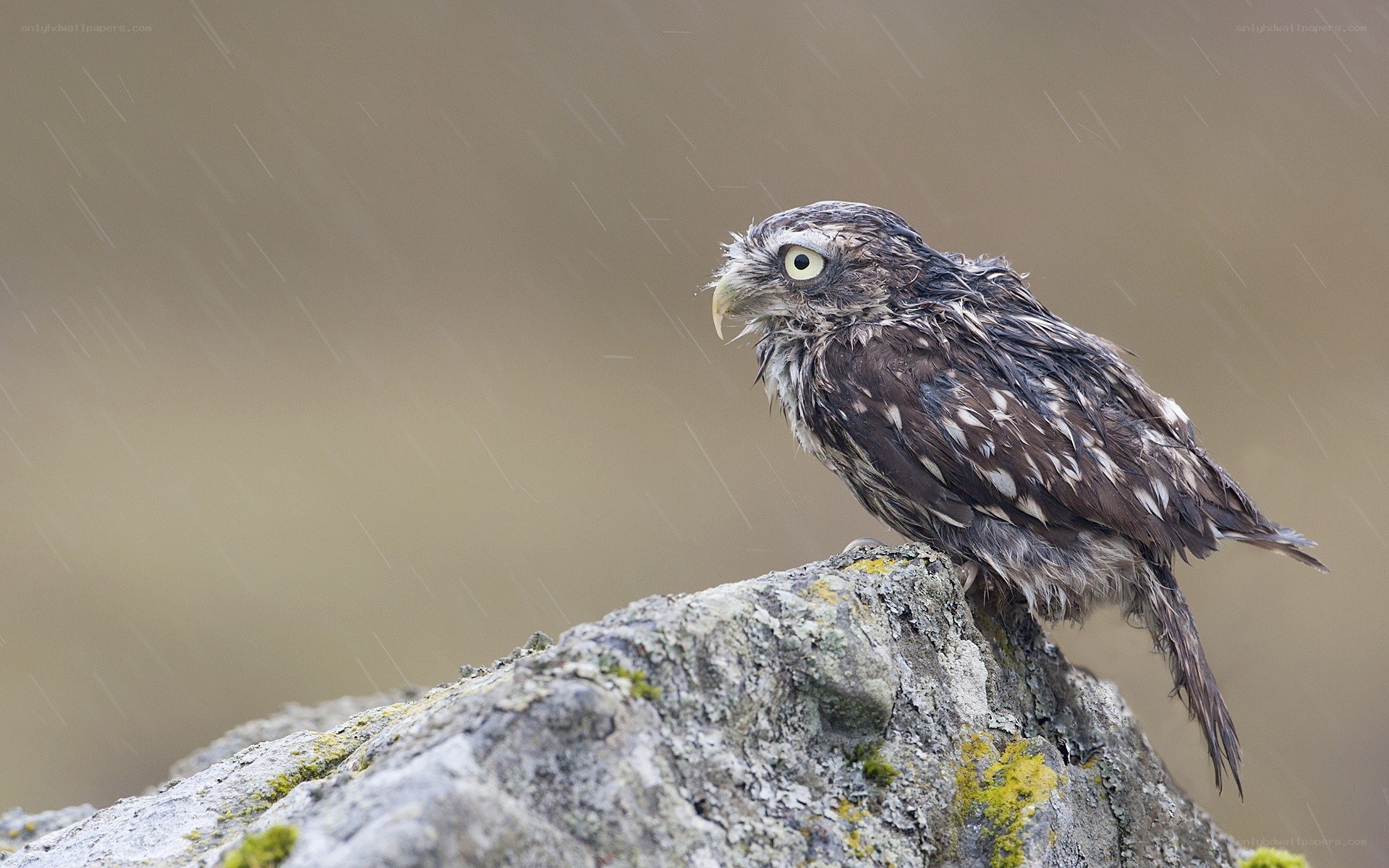 Owl in the rain