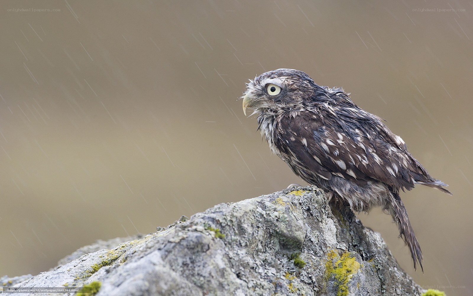 Owl in the rain