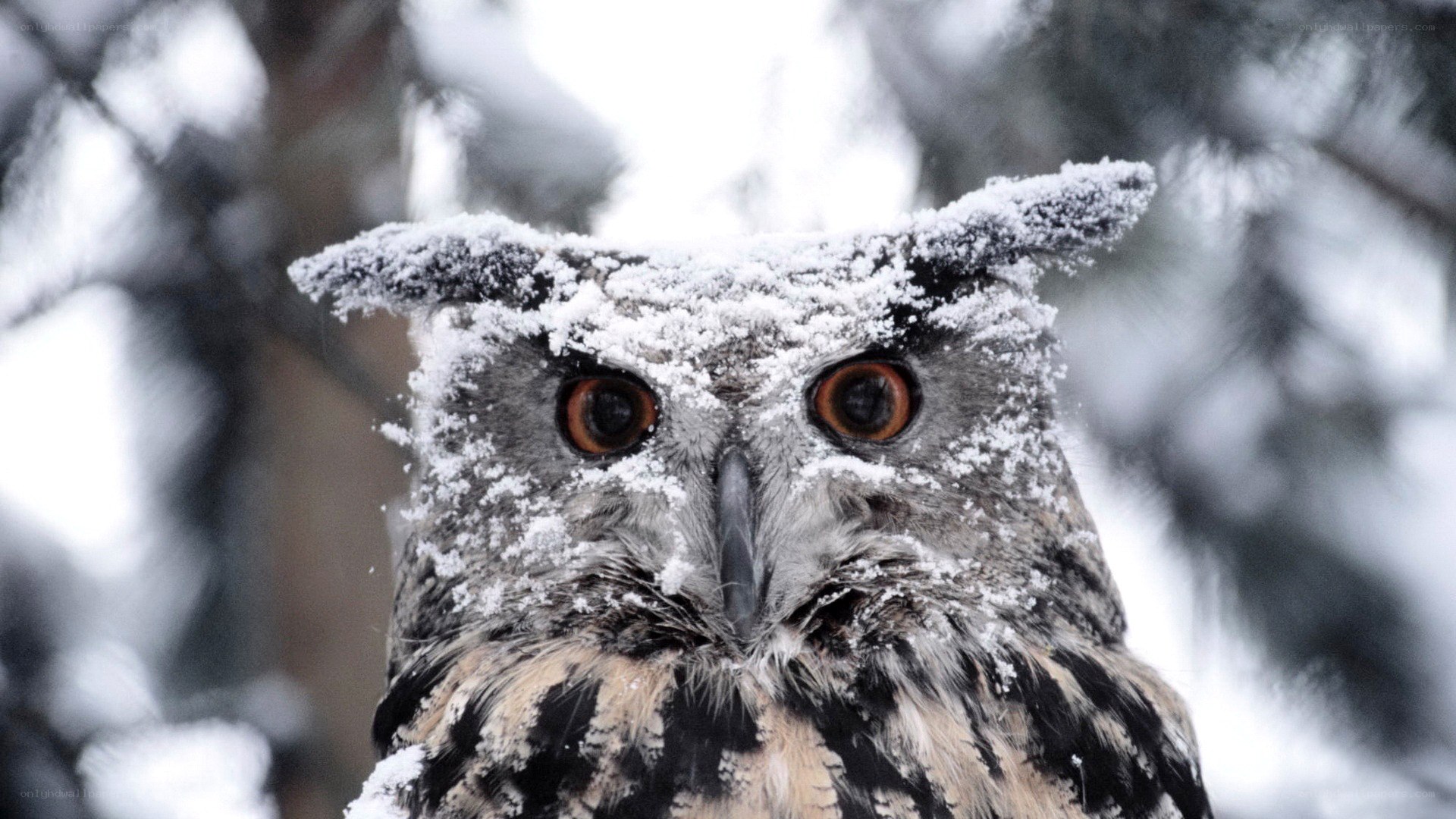 Owl in the snow