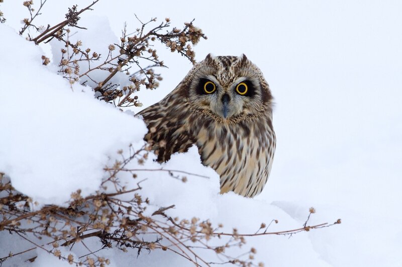 Owl in the snow