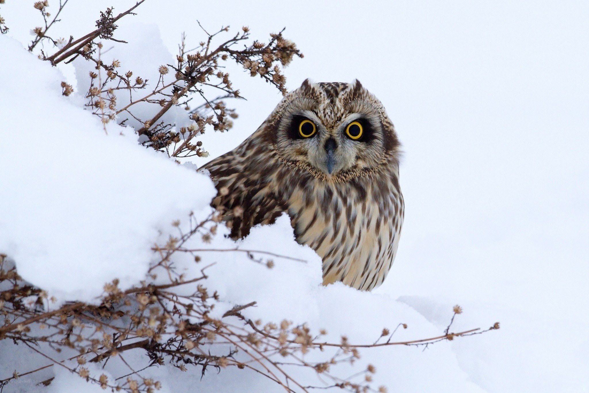 Owl in the snow