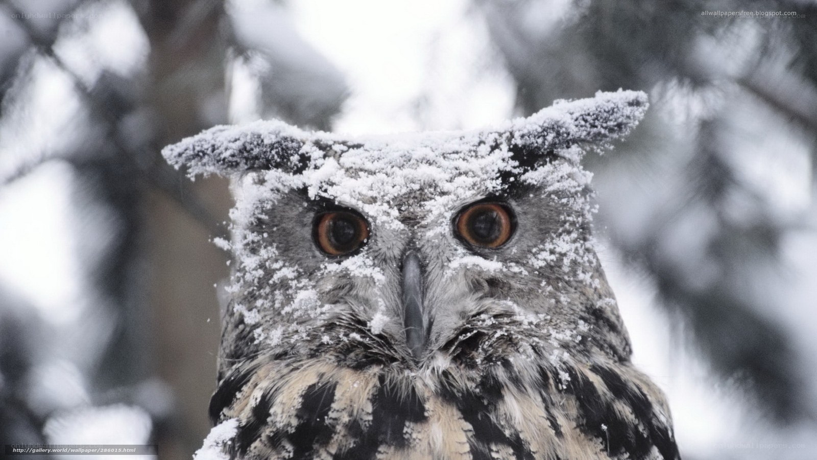 Owl in the snow