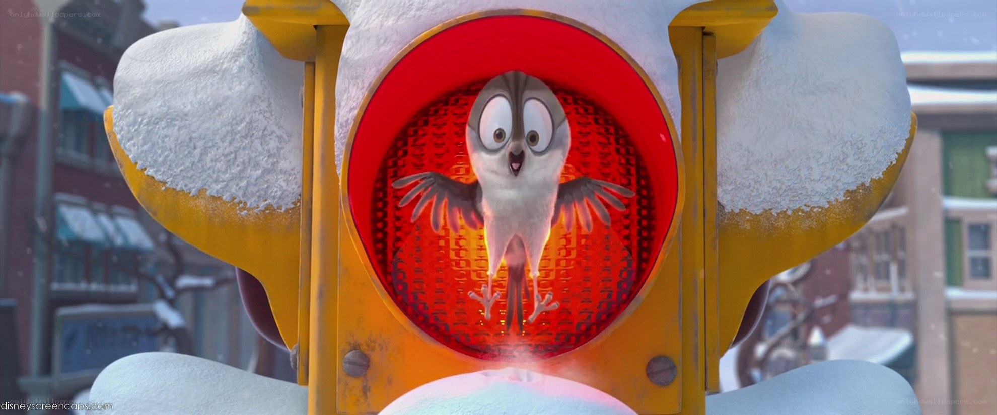 owl in traffic light