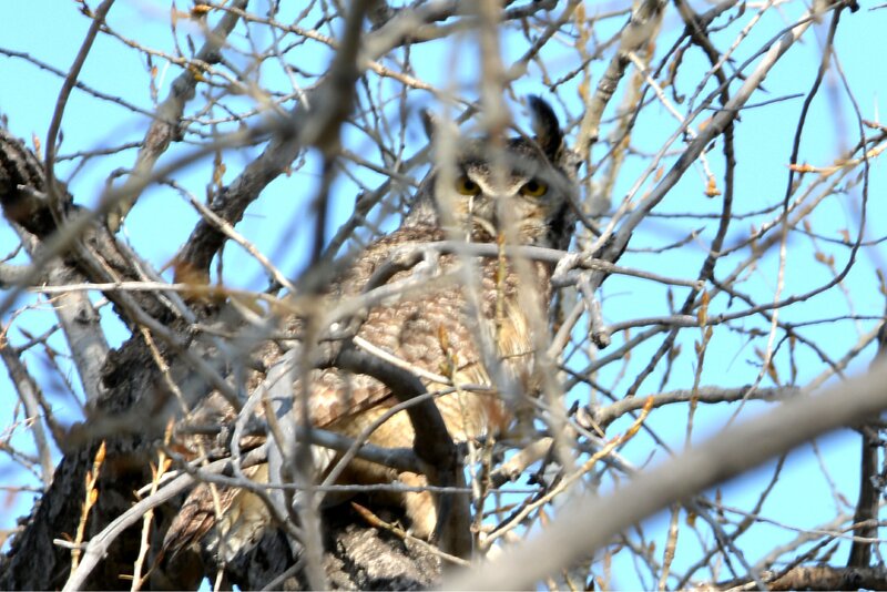Owl in Tree Branches