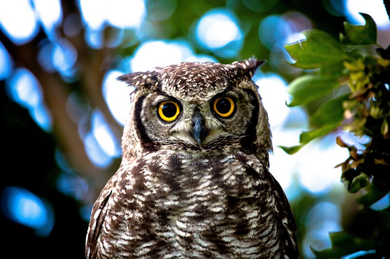 Owl in Tree — Brown, Alert, Afternoon