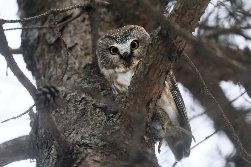 Owl in Tree — Brown, Alert, Winter