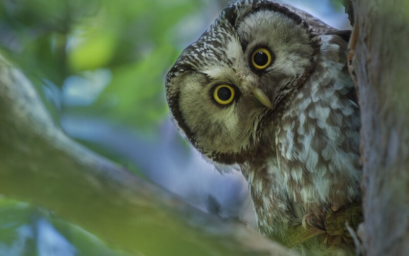 Owl in Tree — Brown, Curious, Morning
