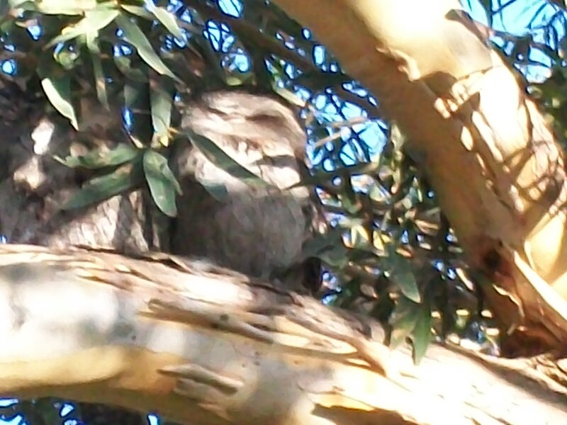 Owl in Tree — Brown