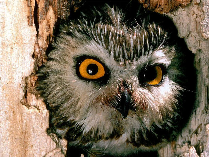 Owl in Tree Hole — Brown, Alert