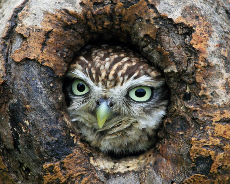 Owl in Tree Hole — Brown, Curious