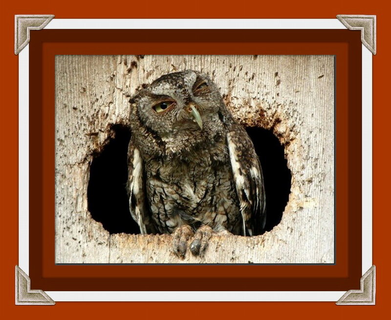 Owl in Tree Hole — Brown