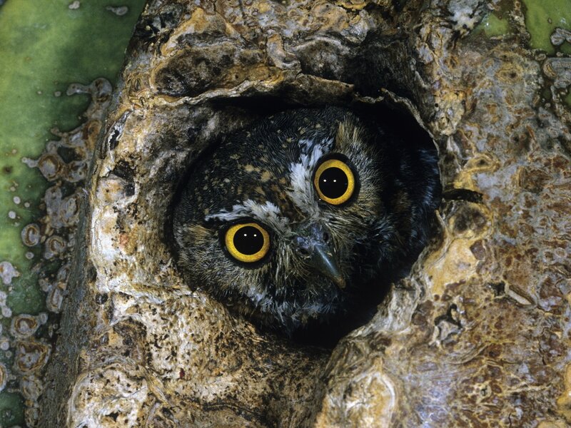 Owl in Tree Hole