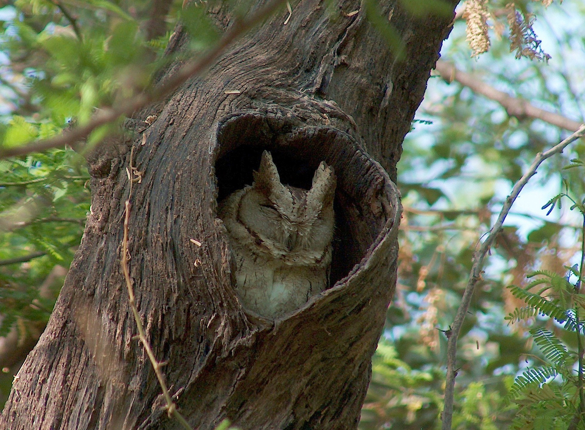 owl in tree hollow