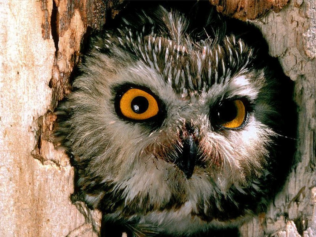 owl in tree hollow