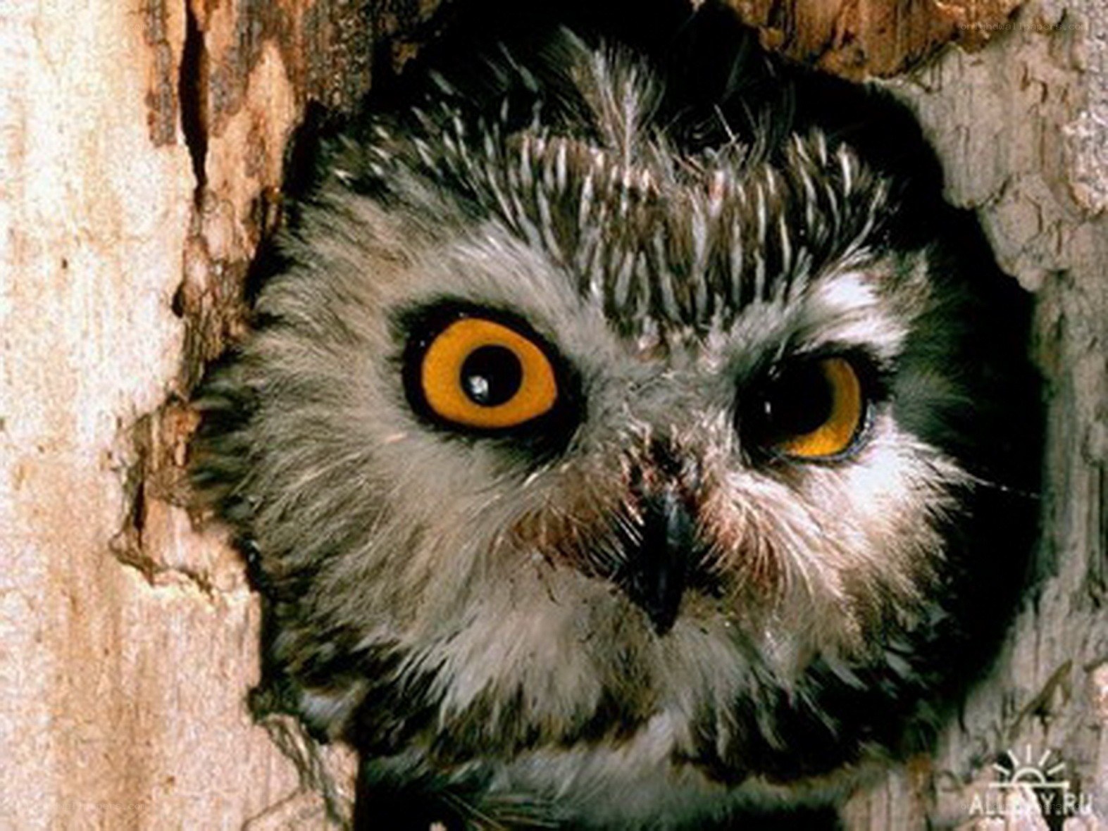 owl in tree hollow