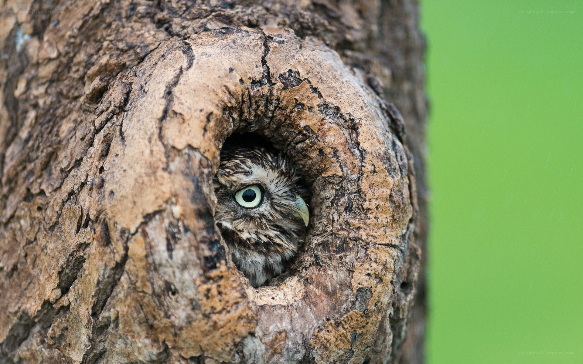Owl in tree hollow