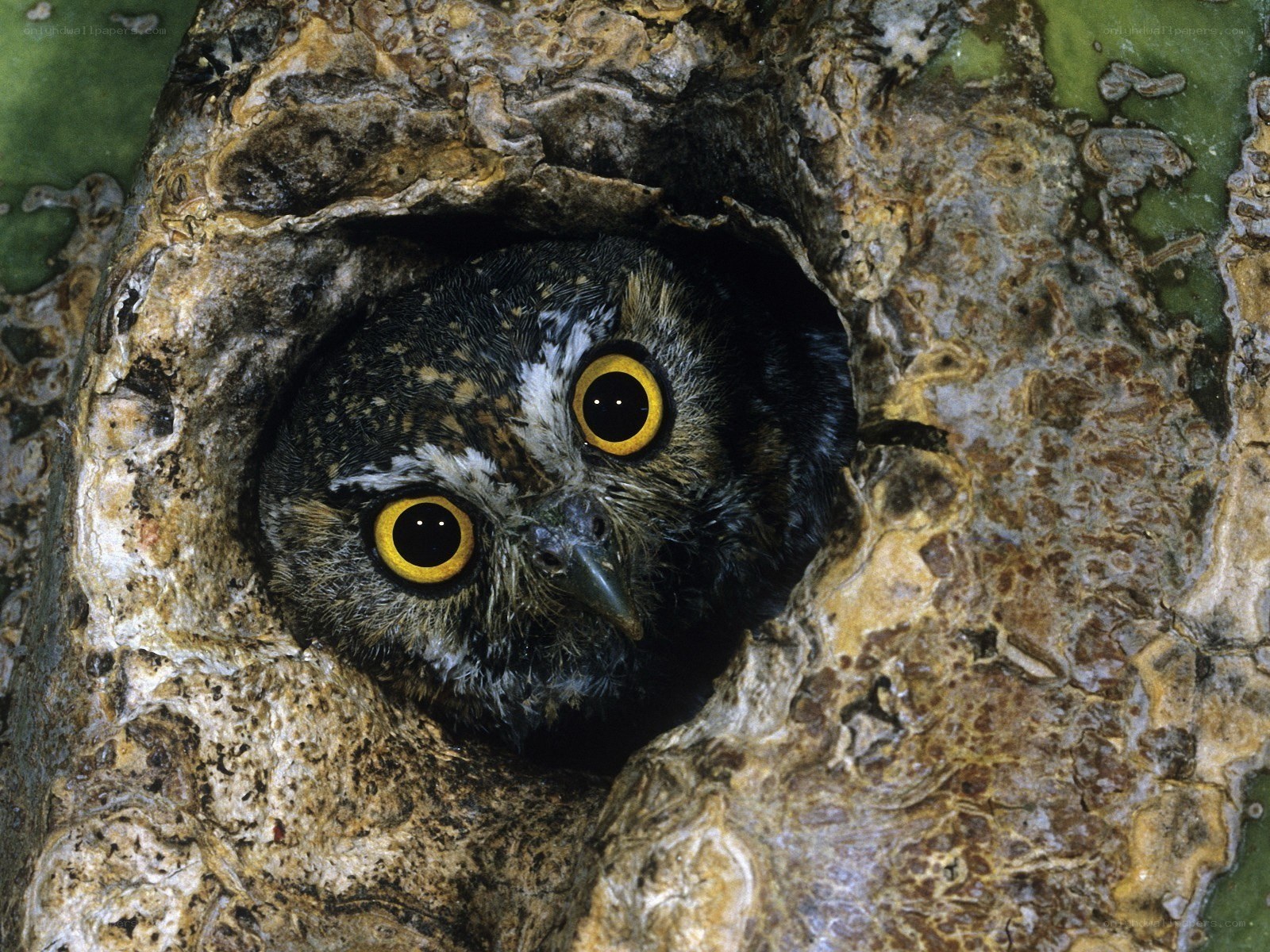 Owl in tree hollow