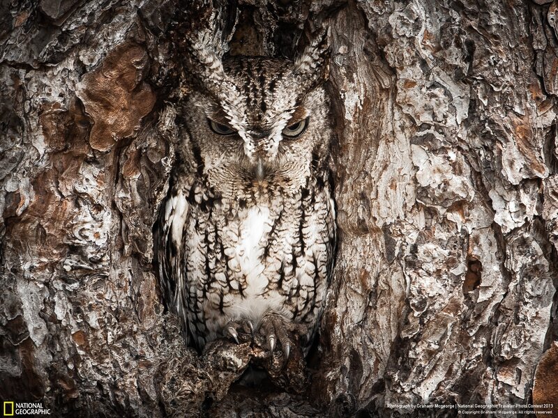 Owl in tree hollow