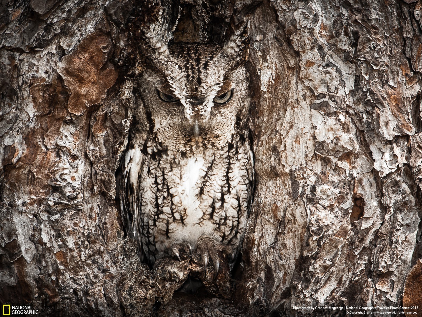 Owl in tree hollow