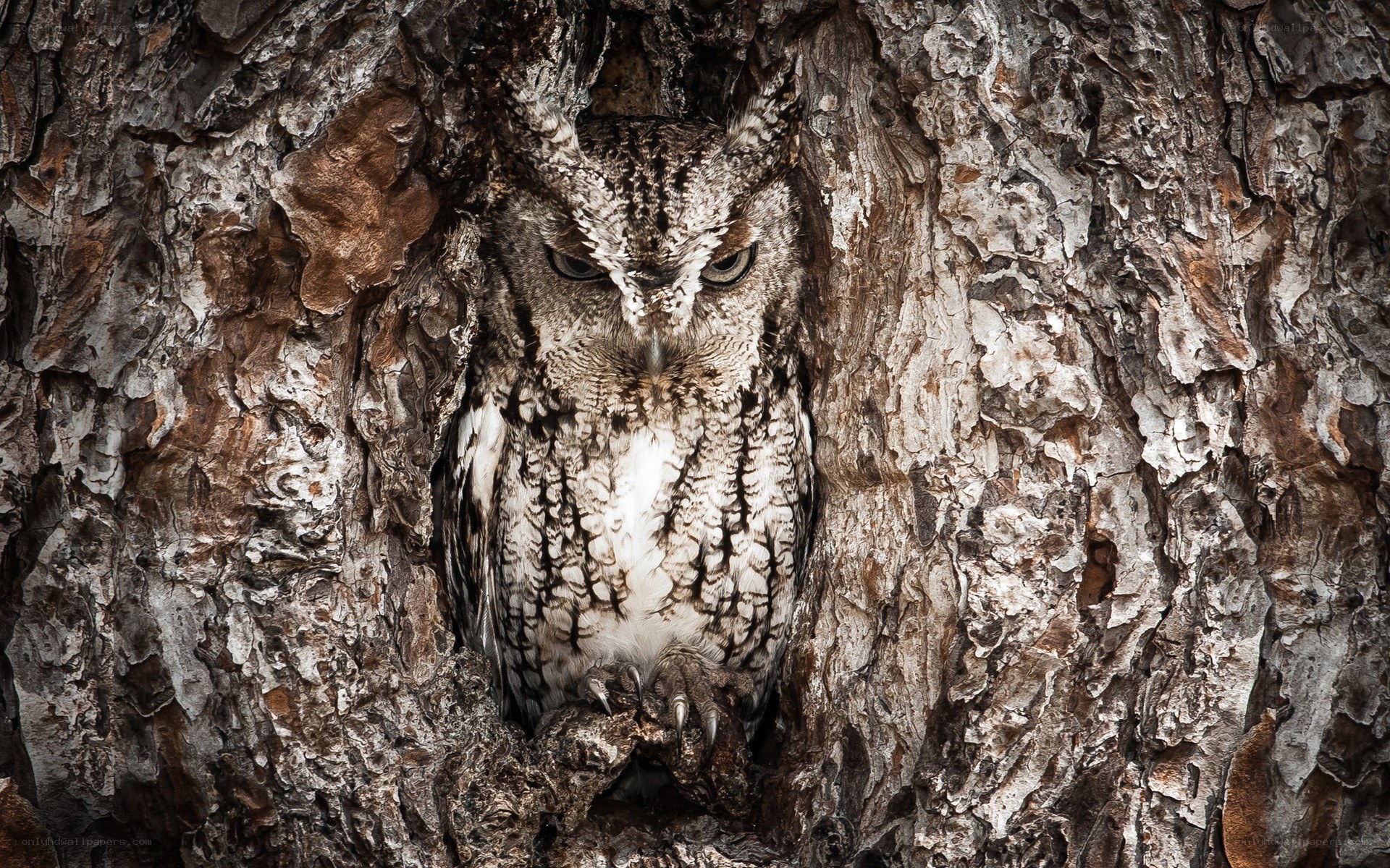 owl in tree hollow