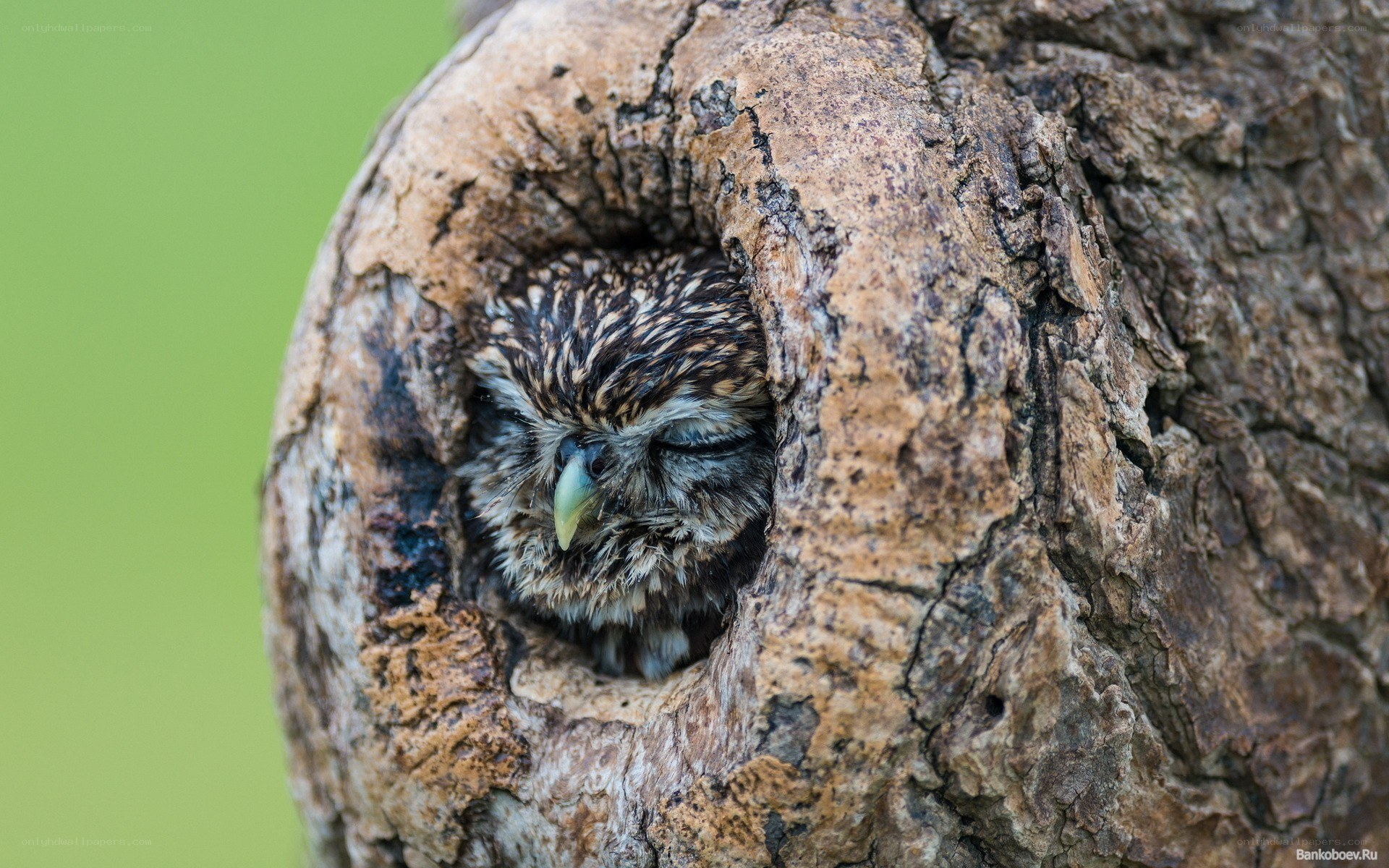 owl in tree hollow