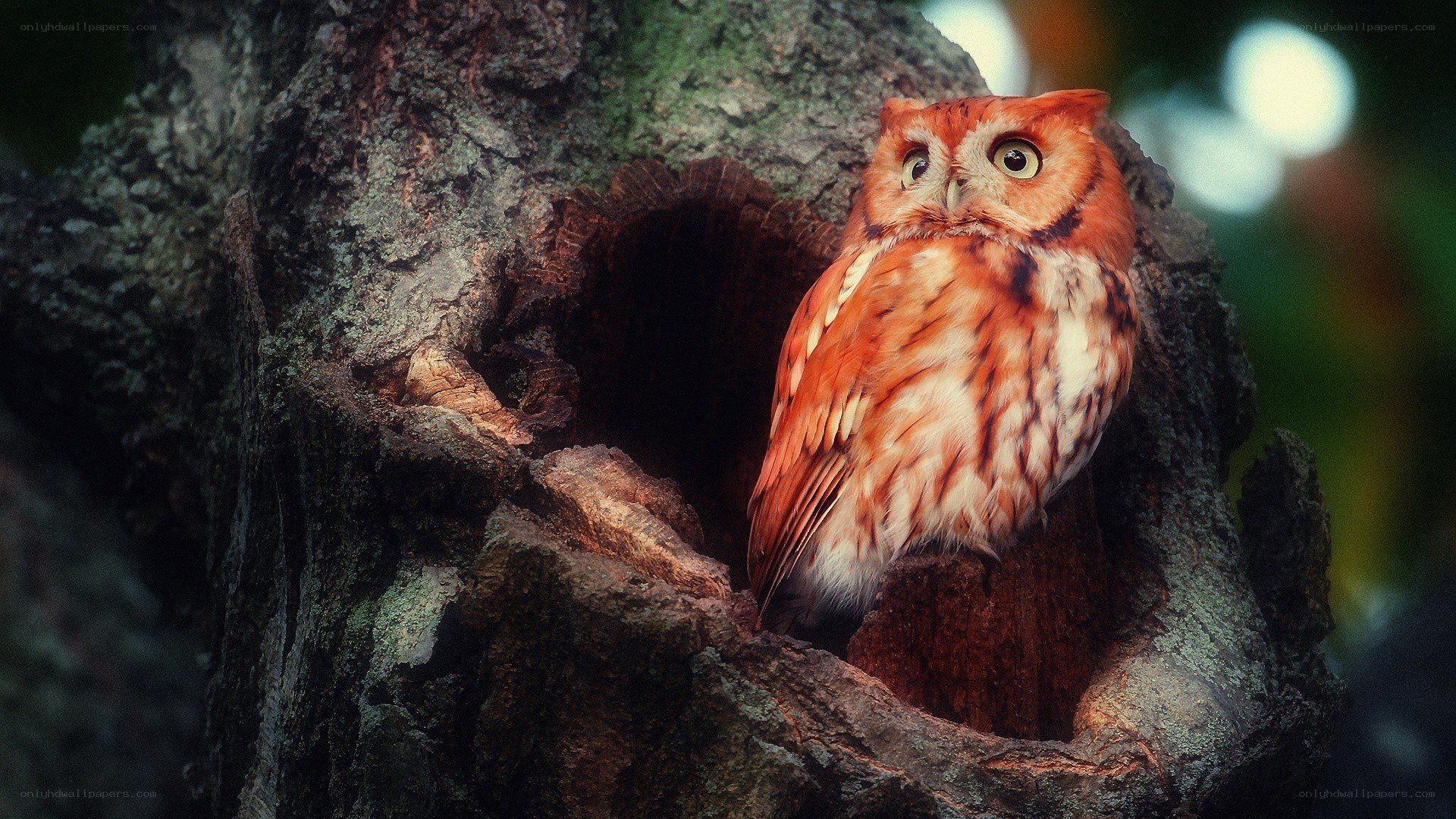 Owl in tree hollow