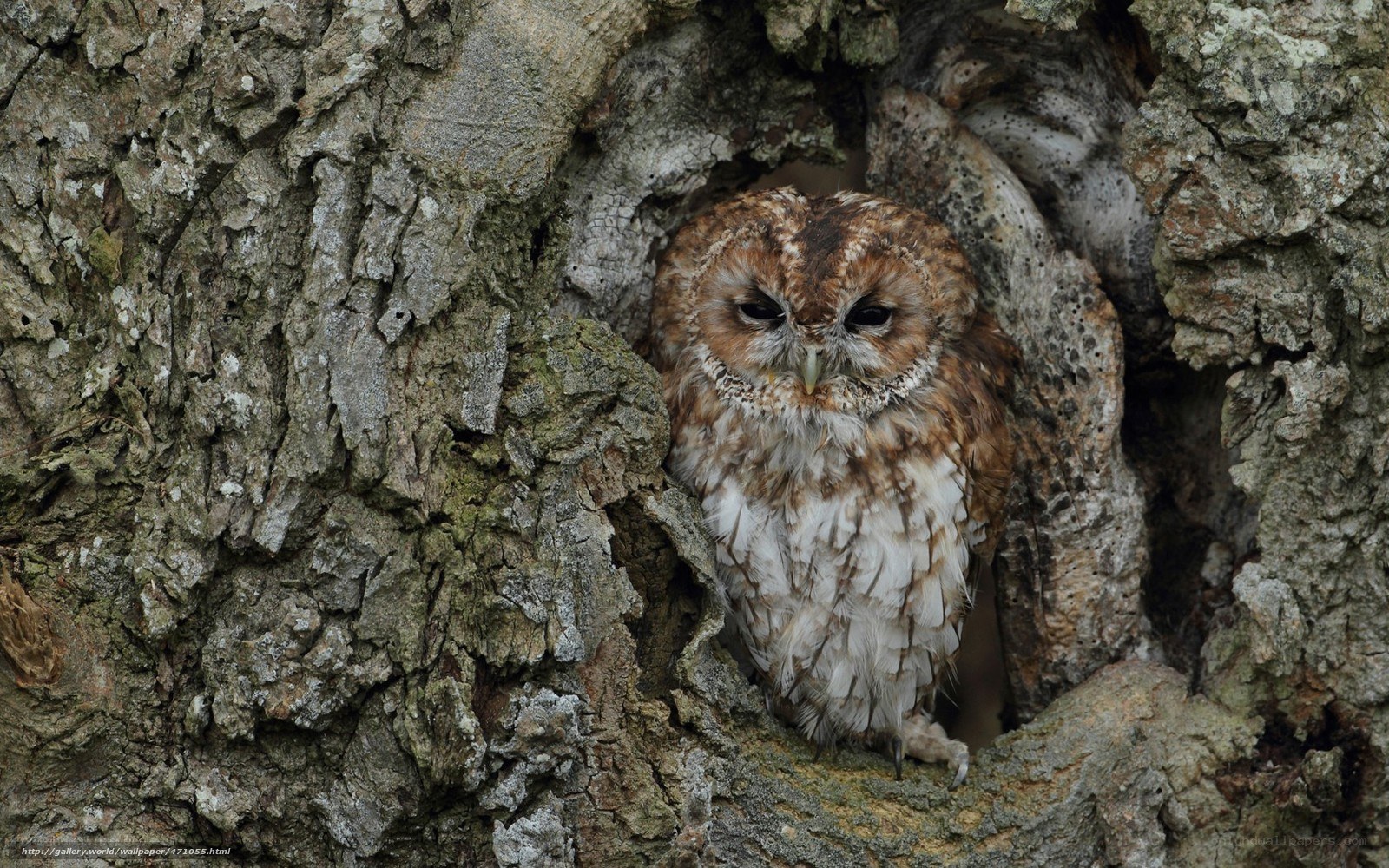 Owl in tree hollow
