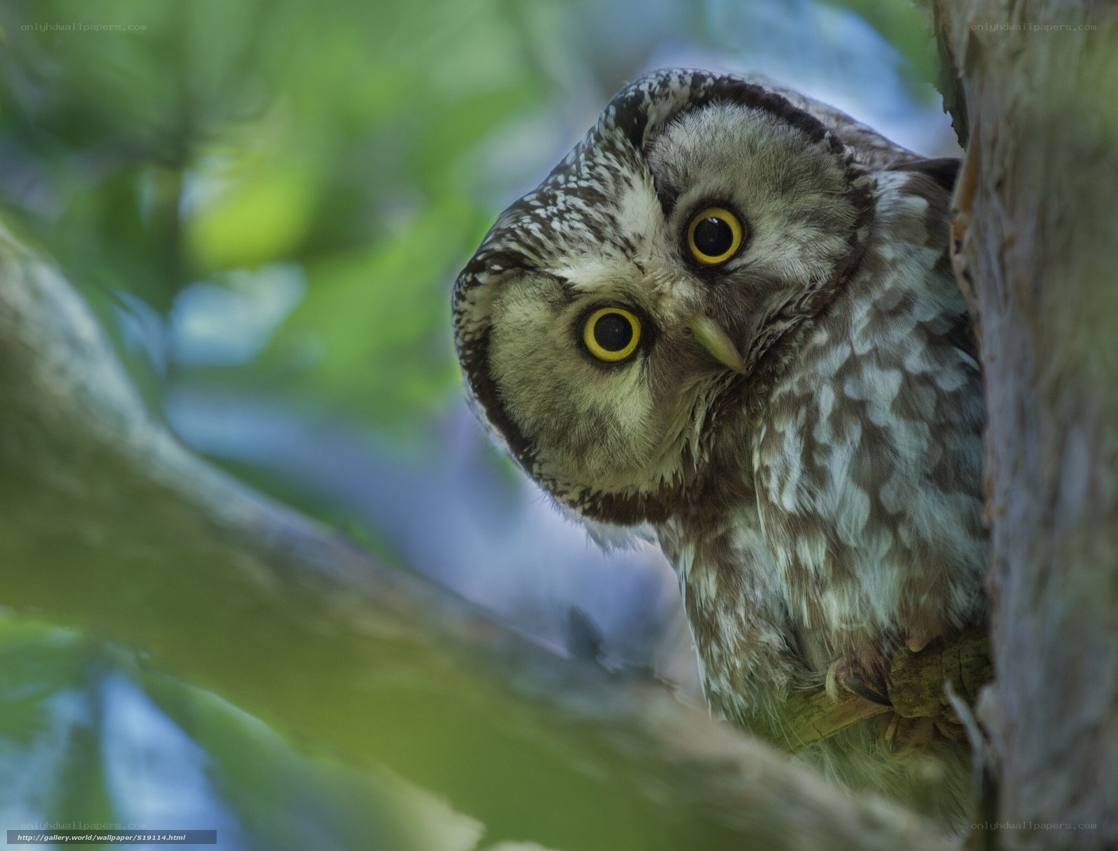 owl in tree hollow
