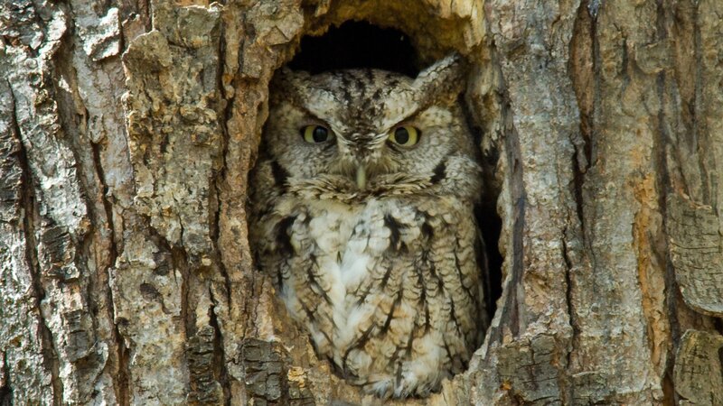Owl in Tree Hollow — Brown, Alert, Afternoon, Photograph, Hole