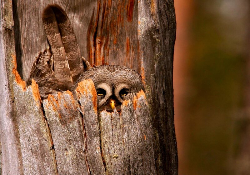 Owl in Tree Hollow — Brown, Alert, Afternoon, Photograph, Wood